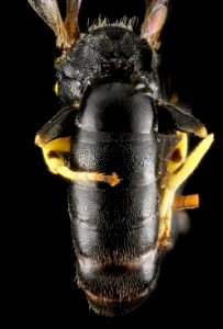 Hylaeus georgicus, M, back 2, 320133 2013-01-09-17.01.27 ZS PMax