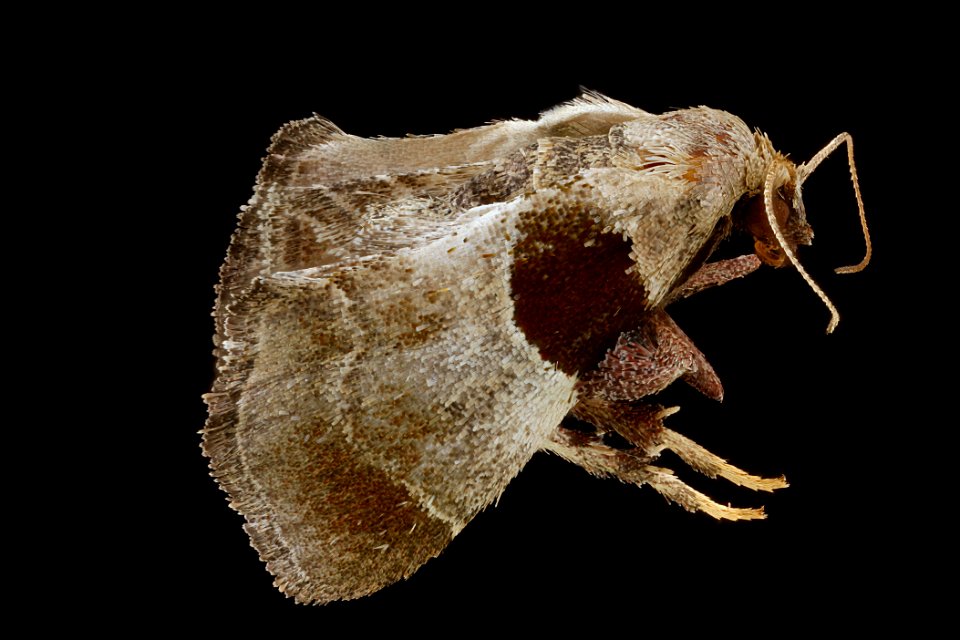 Tosale oviplagalis, side 2012-06-01-12.08.59-ZS-PMax