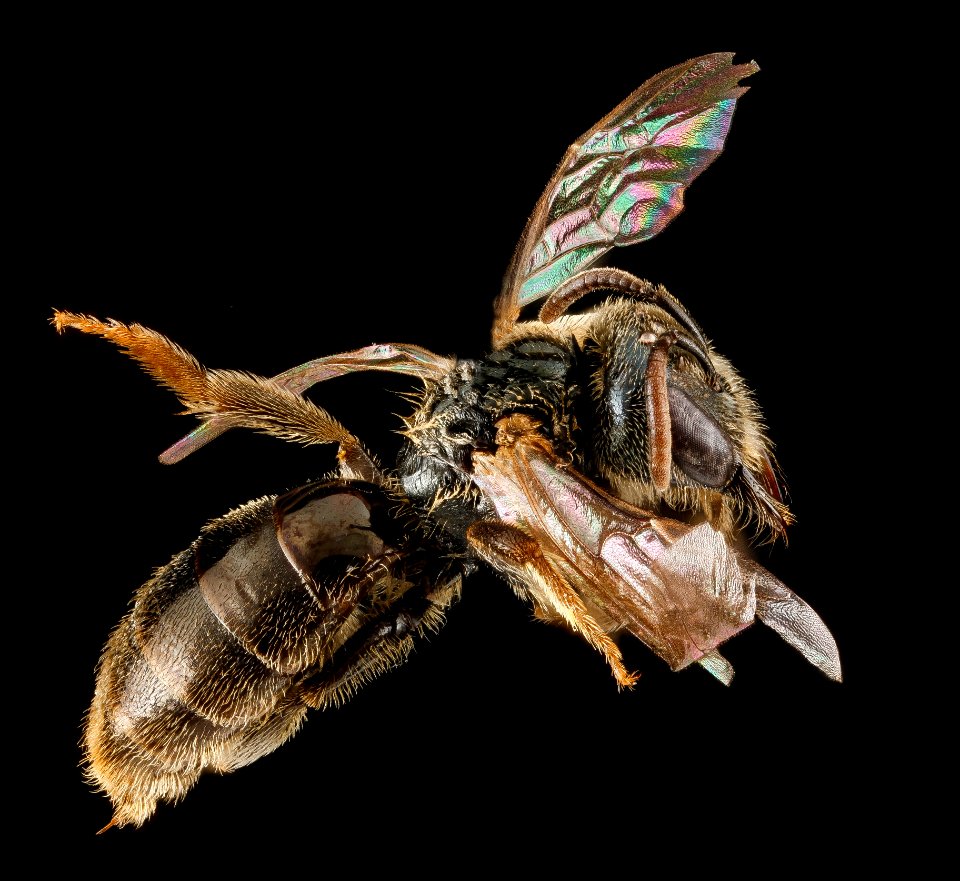 Lasioglossum rozeni, F, side, Frederick County, MD 2012-09-18-15.29