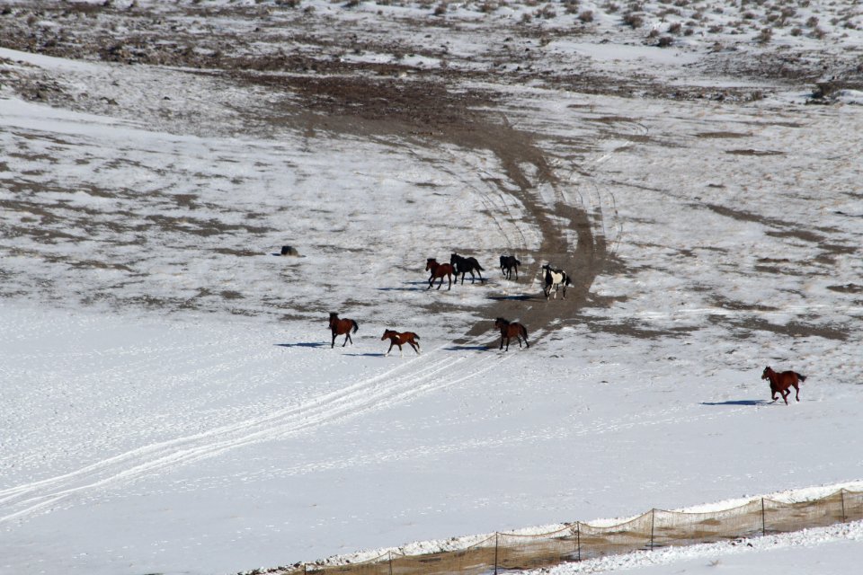 Swasey Wild Horse Gather Day 2: 2/13/13