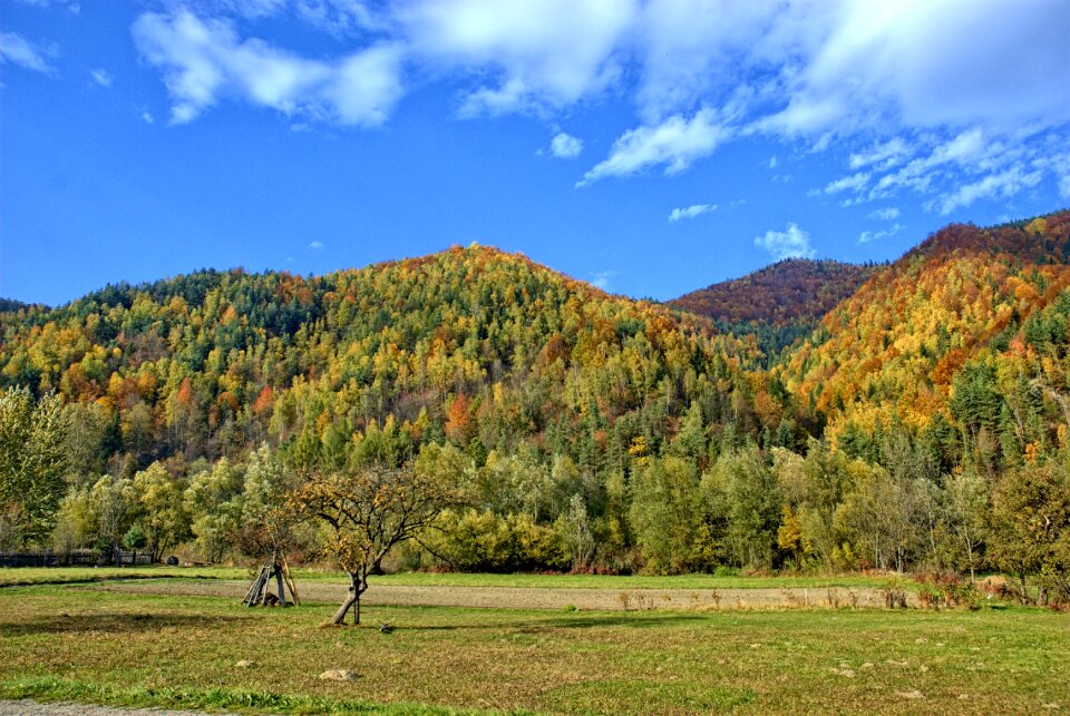 The sun colors foliage