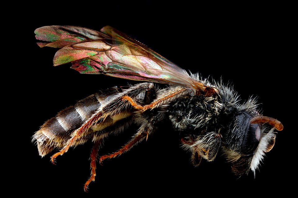 Andrena-fragilis,-male,-side 2012-06-14-14.53.14-ZS-PMax photo