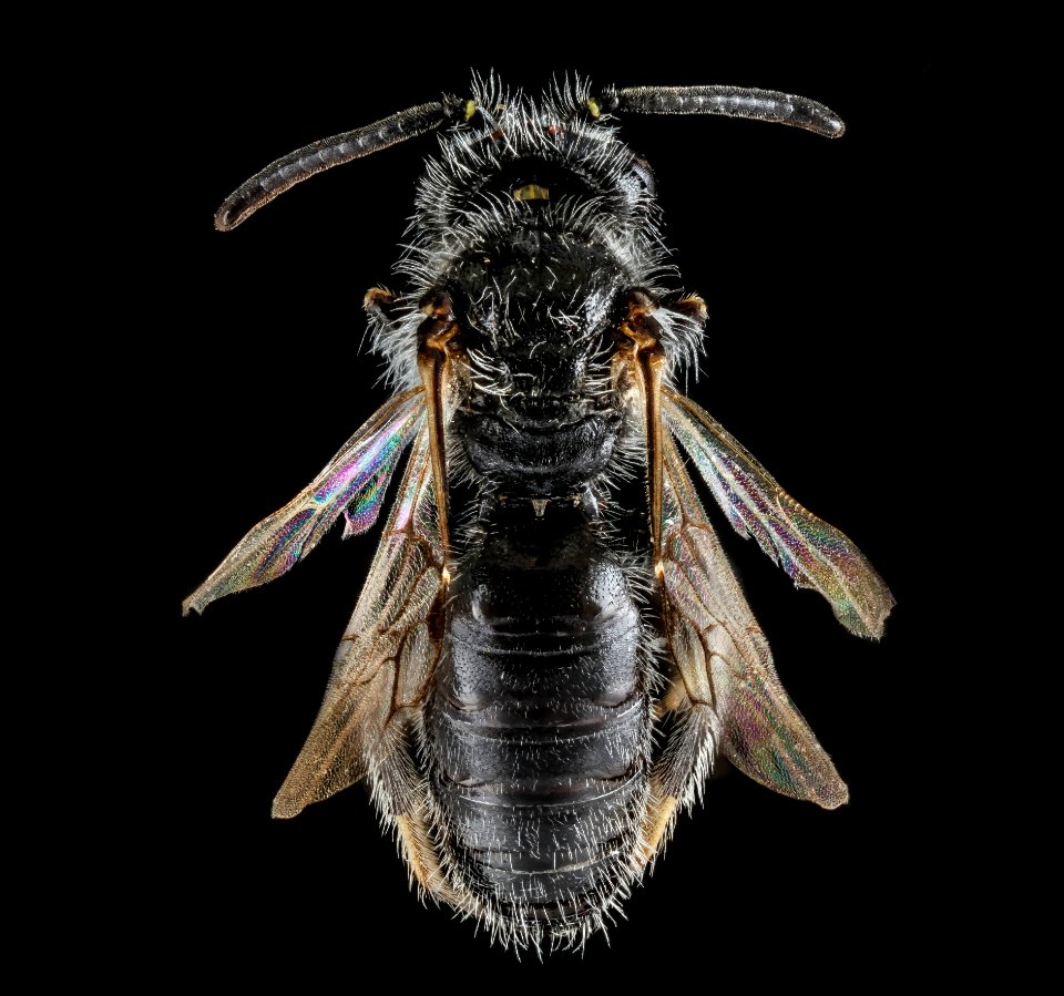 Panurginus, species A, South Dakota, back 2012-08-31-22