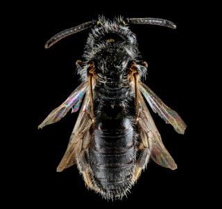 Panurginus, species A, South Dakota, back 2012-08-31-22