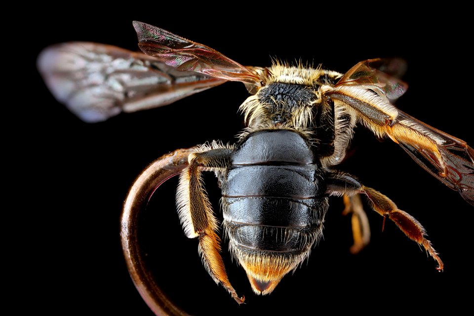 Andrena-nuda,-female,-abdomen 2012-08-03-17.01.27-ZS-PMax
