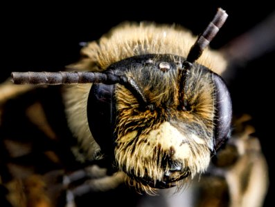 Andrena cressonii, M, face, Maryland, Dorchester County 2013-02-07-14.02.30 ZS PMax