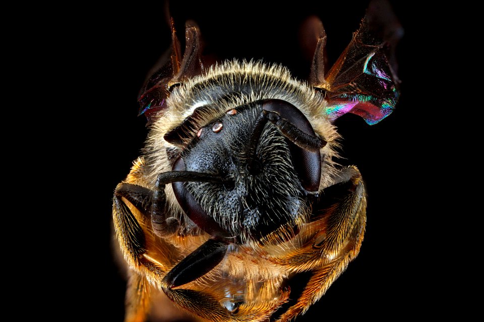 Lassioglossum-truncatum,-female,-face 2012-07-11-15.32