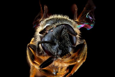 Lassioglossum-truncatum,-female,-face 2012-07-11-15.32