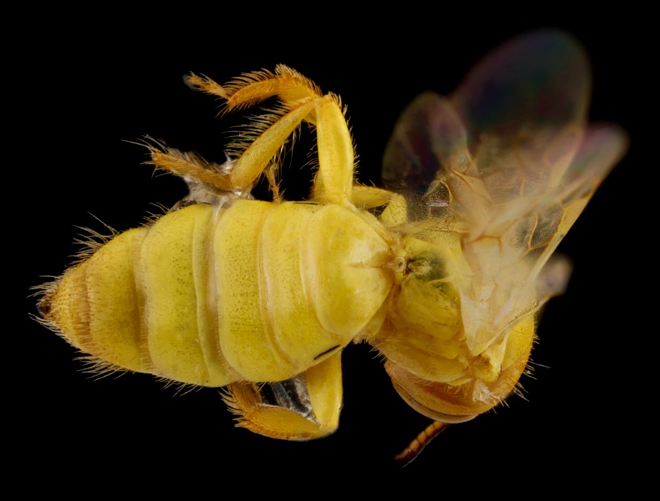 Perdita luteola, female, back1 2012-08-01-15.44.50 ZS PMax
