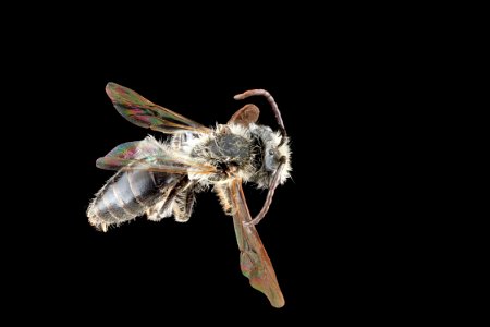 Andrena-banksi,-male,-back 2012-08-06-16.45.10-ZS-PMax photo