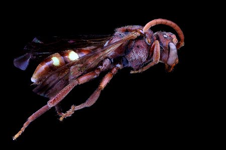 Nomada MS2, female, side clean