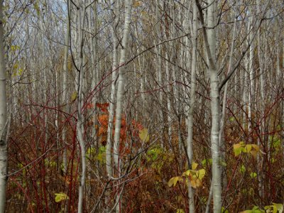 20201006-FS-Superior-SAR-003