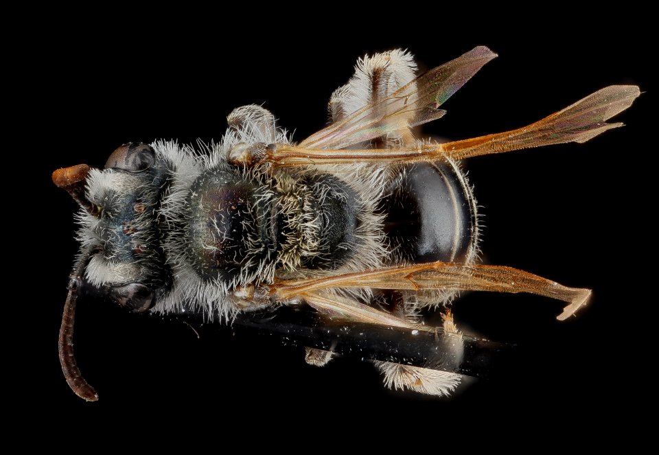 Andrena illinioensis. female, back2 2012-08-08-16.18.07 ZS PMax