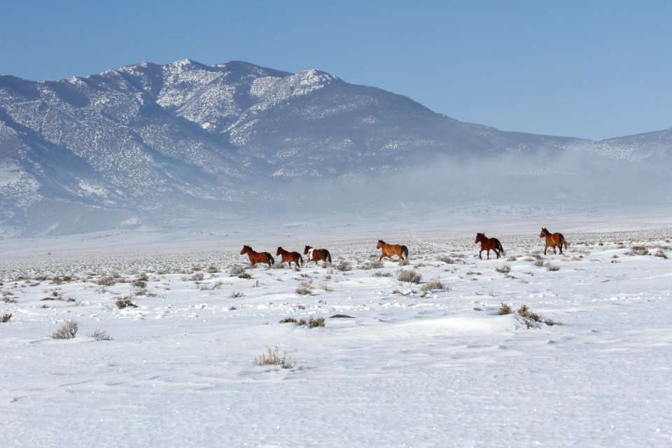 Swasey Wild Horse Gather Day 5: 2/16/13