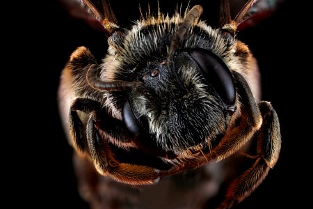 Andrena-virginiana,-female,-face 2012-07-11-14.33.31-ZS-PMax photo