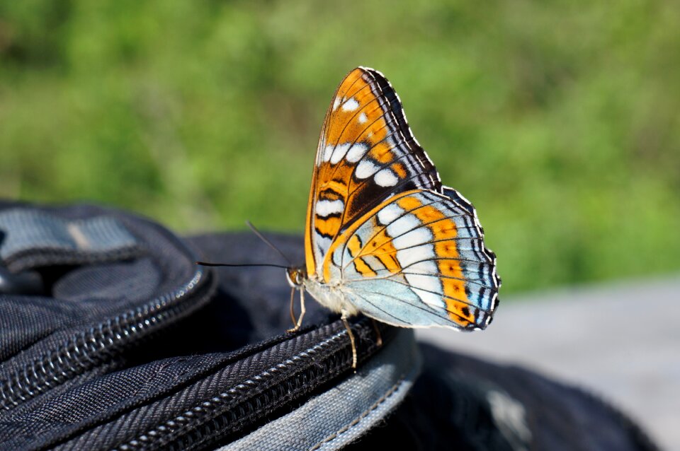 Nature insect macro