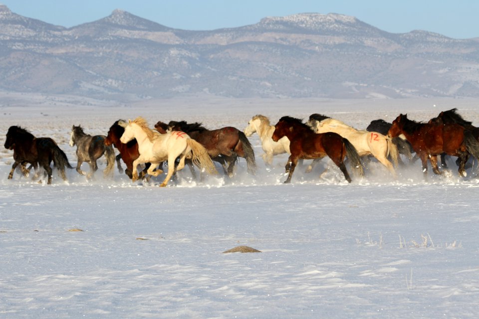 Swasey Wild Horse Gather Day 5: 2/16/13