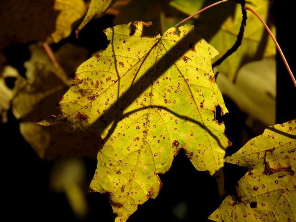 171010-FS-Superior-SAR-shadowonleaf
