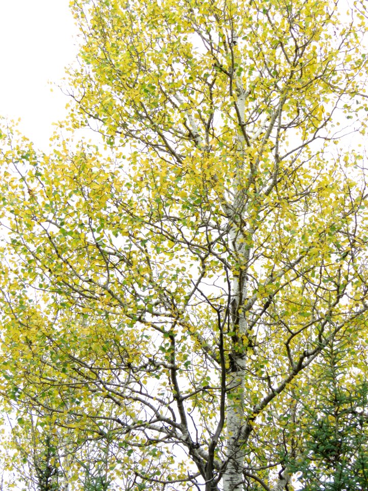 170927-FS-Superior-SAR-birch