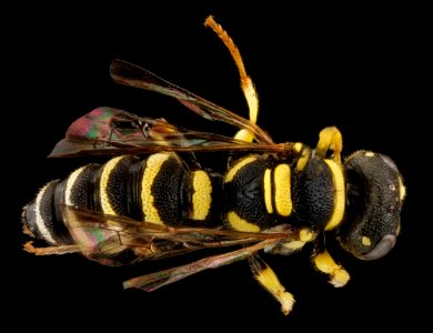 Cerceris hatuey, Female, Back, Guantanamo Bay, Cuba 2012-11-01-16.44.18 ZS PMax