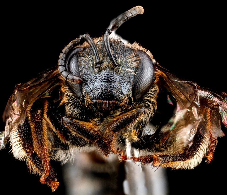 Agapostemon species, U, face, Dominican Republic 2012-11-20-14.40
