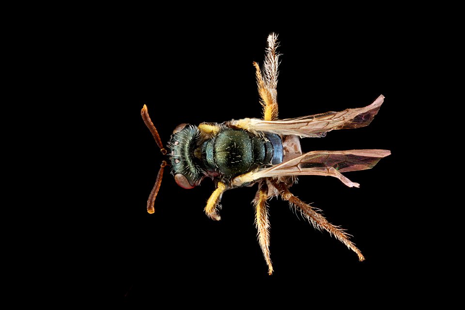 Perdita phymatae, female, back2 2012-08-01-16.27.34 ZS PMax