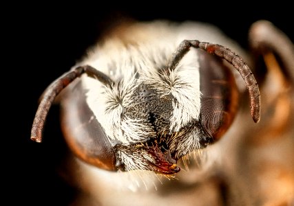 Megachile concinna, F, face, Dominican Republic 2012-10-04-14.30.14 ZS PMax photo