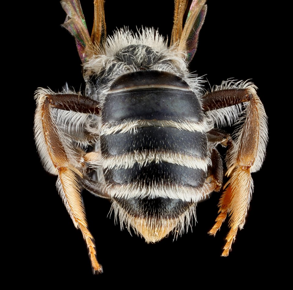 Andrena illinoiensis, female, back1 2012-08-08-15.55.09 ZS PMax