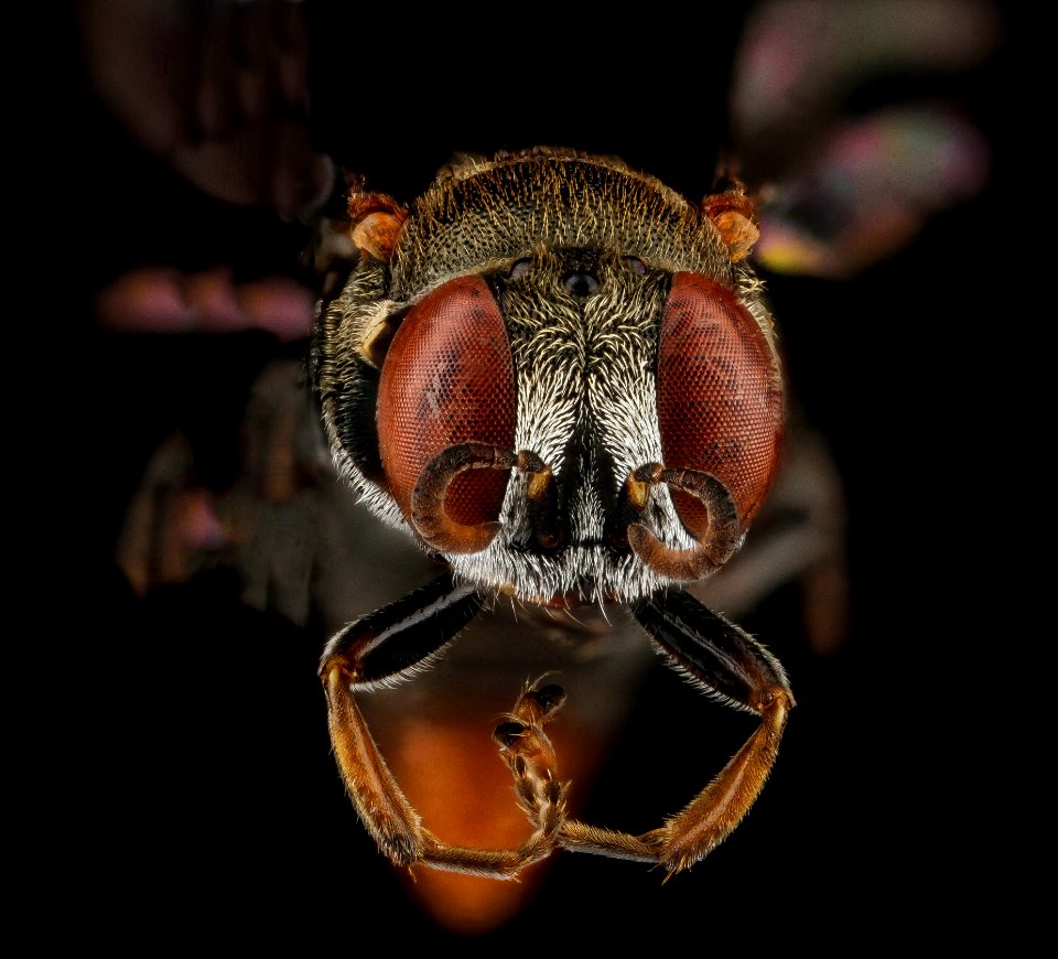 Oxybelus analis, female, face, Guantanamo Bay, Cuba 2012-11-01-17.43.53 ZS PMax