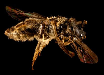 Dufourea novaeangliae, f, side, Washington Co, ME 2016-04-15-21.47