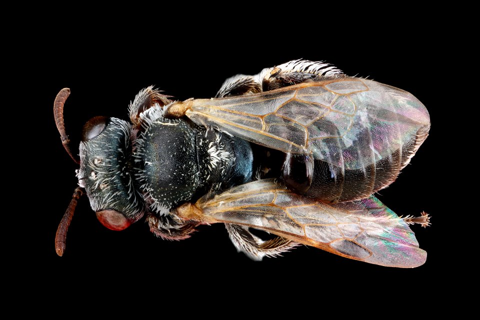Macrotera latior, female, back 2012-07-31-18.54.54 ZS PMax