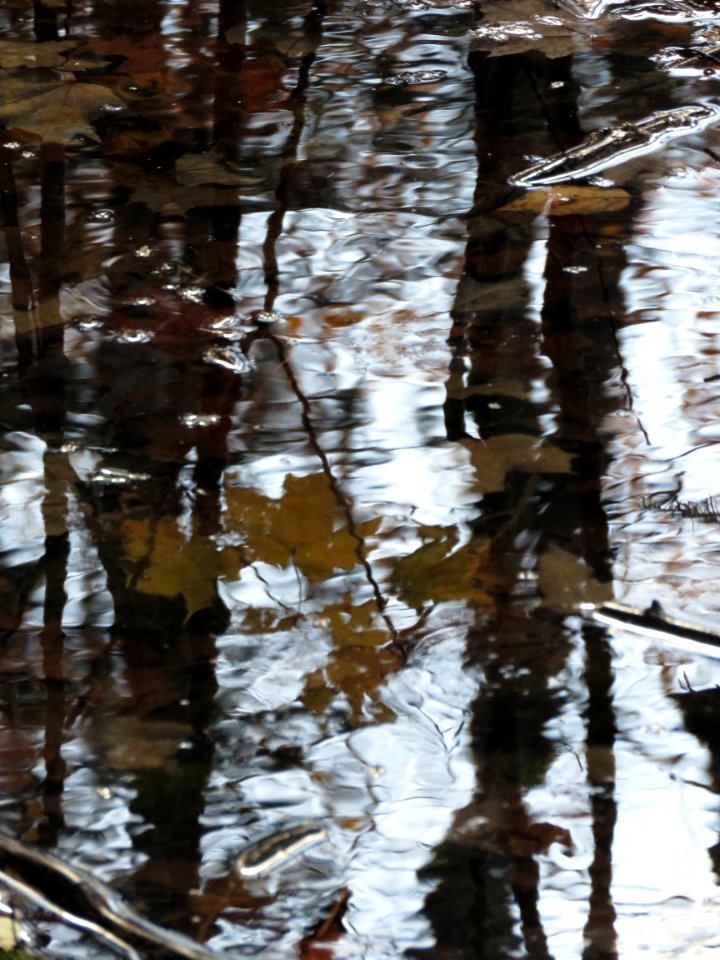 171004-FS-Superior-SAR-reflectedleaves