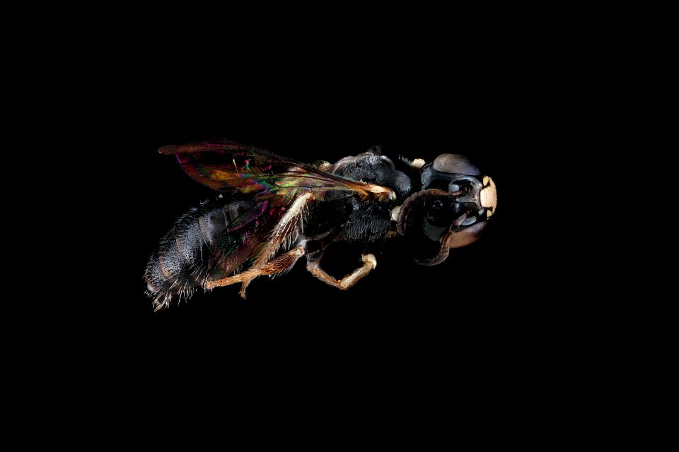 Ceratina cockerelli, male, side 2012-07-23-16.24.39 ZS PMax