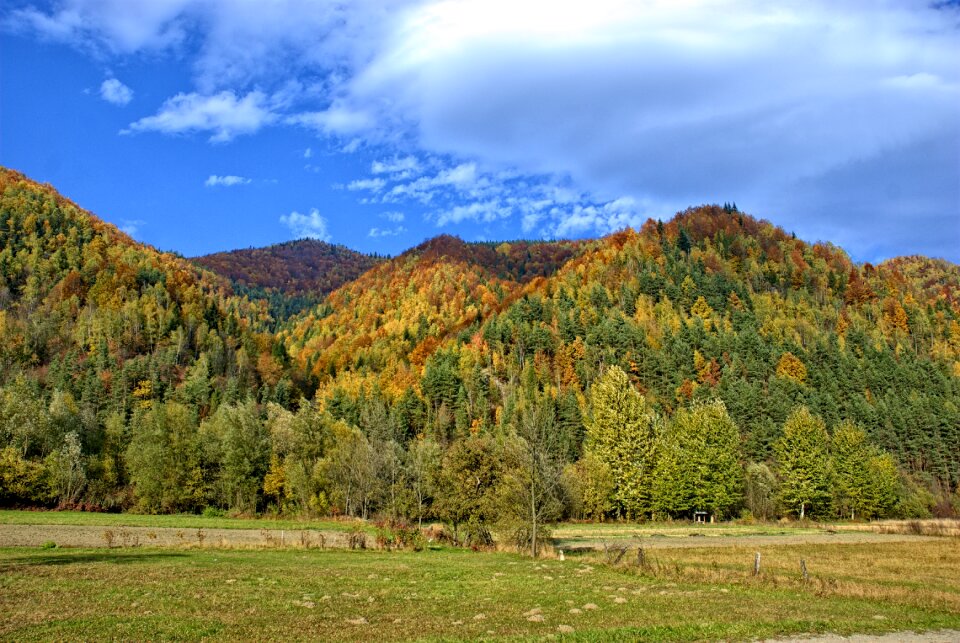 The sun colors foliage