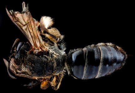 Agapostemon species, U, back, Dominican Republic 2012-11-20-14.33.06 ZS PMax
