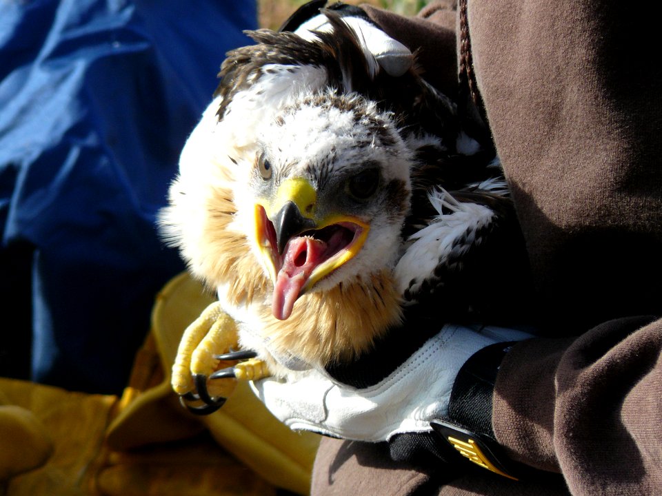 Ferruginous Hawk Chick