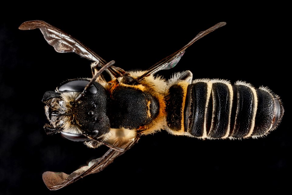 Megachile armaticeps, female, back 2012-06-21-15.02