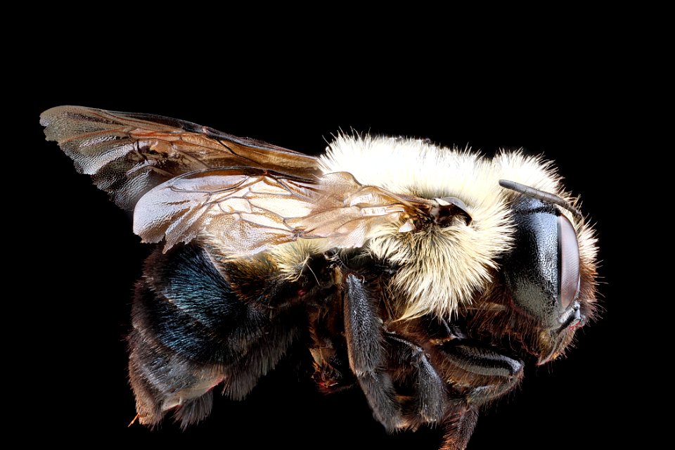 Osmia-bucephala,-female,-side 2012-06-08-14.46.41-ZS-PMax