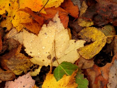 170927-FS-Superior-SAR-leaves on ground