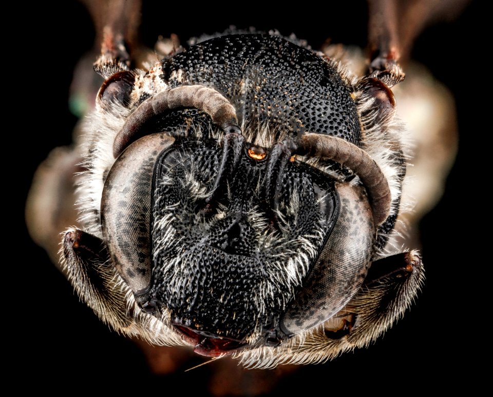 Colletes nudus, female, face(2) 2012-04-02-09.20