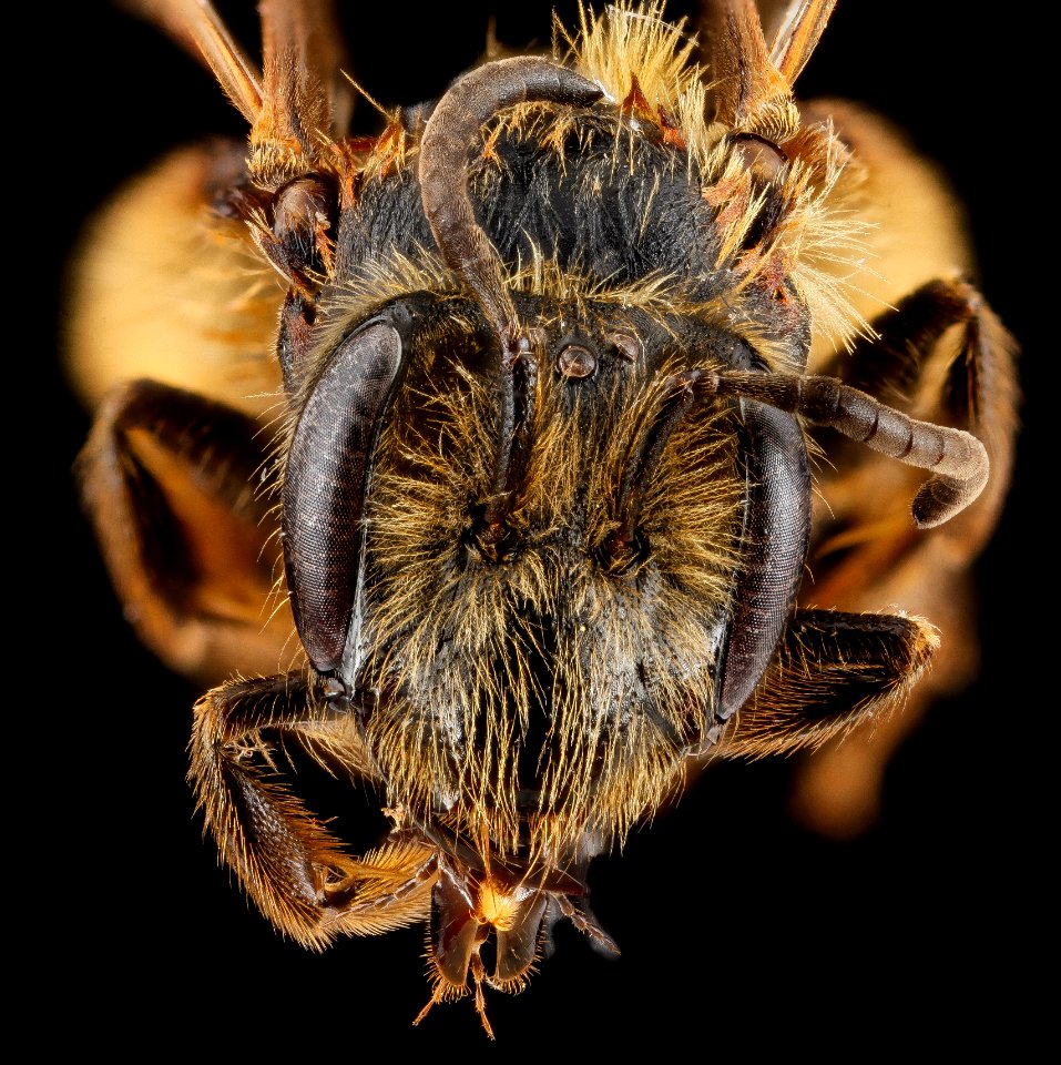 Andrena carolina, female, face 2012-08-02-17.48.17 ZS PMax