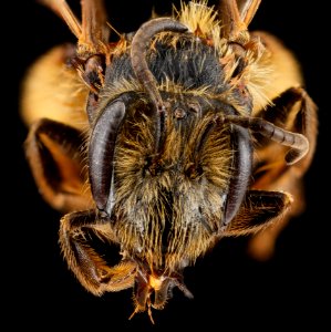 Andrena carolina, female, face 2012-08-02-17.48.17 ZS PMax