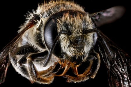 Megachile-brevis,-female,-face 2012-06-19-16.28.03-ZS-PMax photo