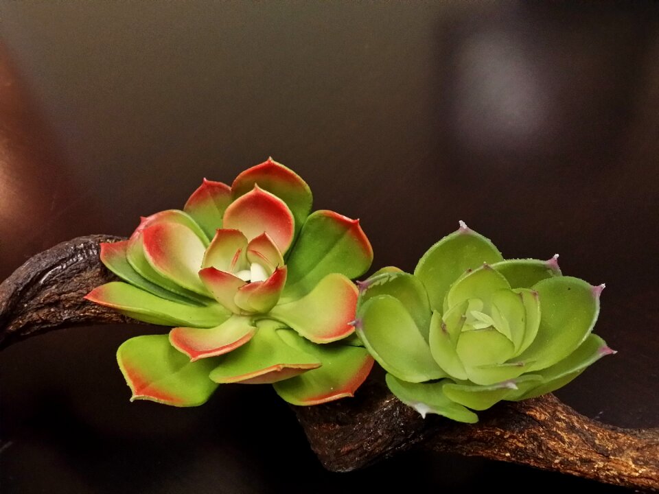 Plant green cactus