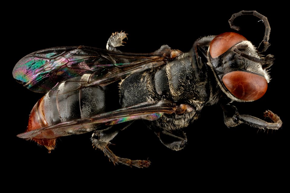 Tachyspec alayoi, Female, Back, Guantanamo Bay, Cuba 2012-11-01-18.01.09 ZS PMax