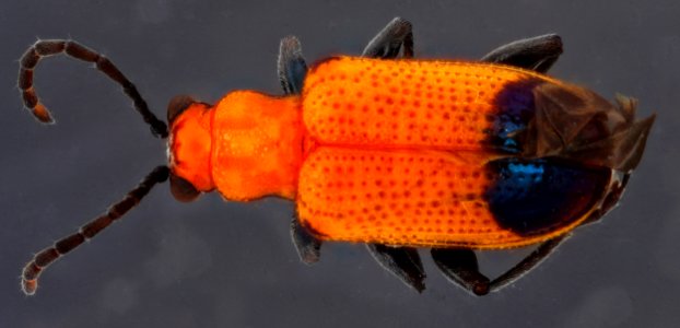 Beetle 2 black background, U, back, Dominican Republic 2012-12-14-14.49.54 ZS PMax photo