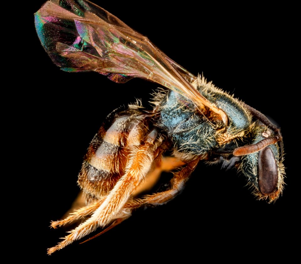 Lasioglossum tarponense, F, rt side, Nacogodoches County, Texas 2012-10-17-11.10.17 ZS PMax