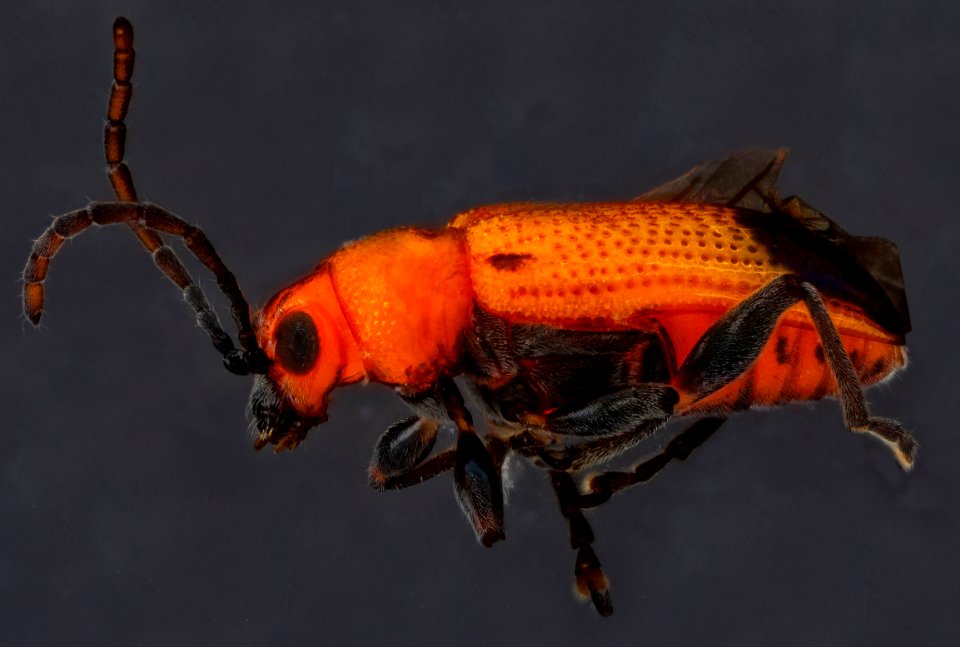 Beetle black background, U, side, Dominican Republic 2012-12-14-14.54.43 ZS PMax