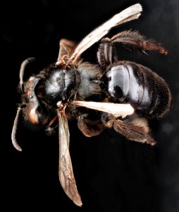 Andrena nigerrima, F, back, South Dakota, Pennington County 2012-12-13-14.14.28 ZS PMax photo