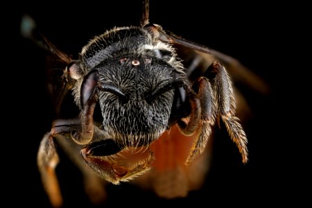 Sphecodes,-female,-face 2012-07-13-18.56.19-ZS-PMax